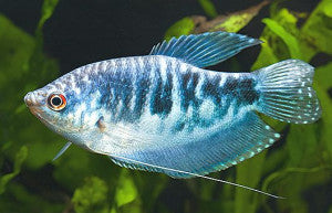 Gourami Marbré