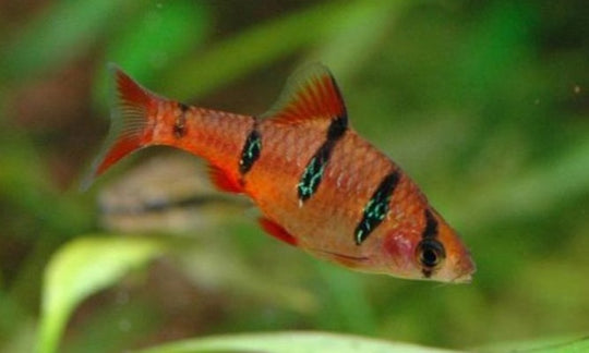 Barbus Pentazona
