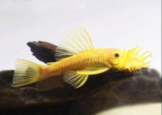 ANCISTRUS L144