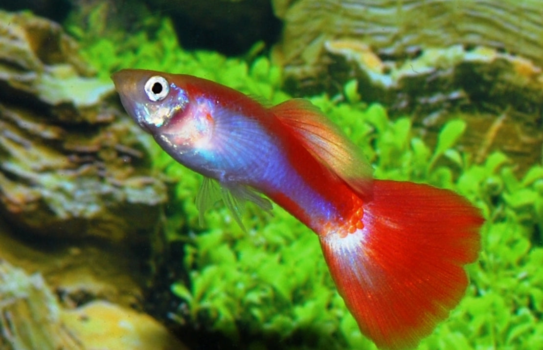 Guppy