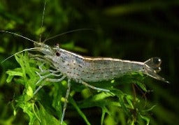 CARIDINA JAPONICA