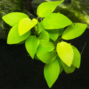 ANUBIAS NANA GOLD