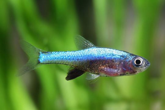 Rasbora Axelrodi
