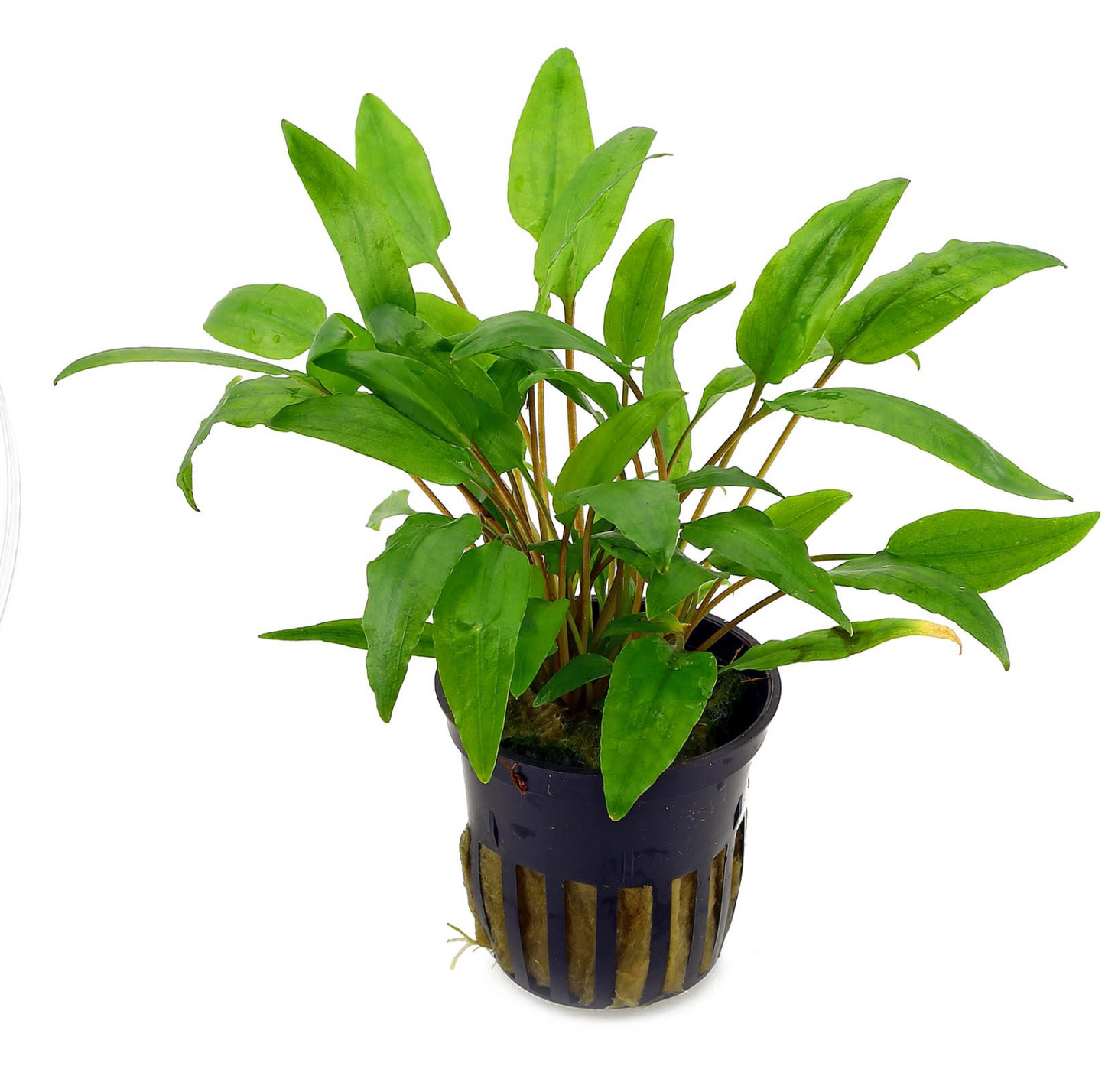 Cryptocoryne wendtii 'green'