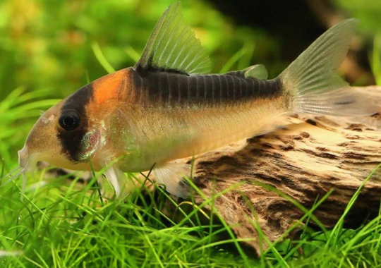 Corydoras Adolfoi
