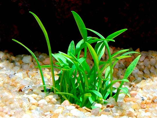 Cryptocoryne parva