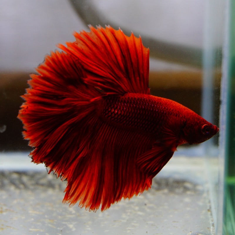 Betta Half Moon