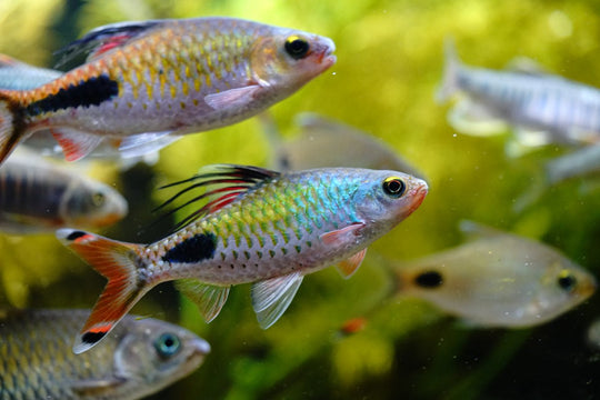 Dawkinsia Filamentosa