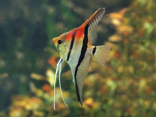 Scalaire Manacapuru F1