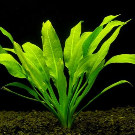 Echinodorus grisebachii 'Bleherae'