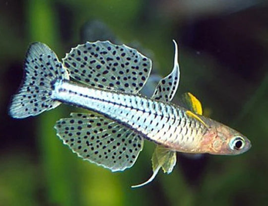 Pseudomugil Gertrudae