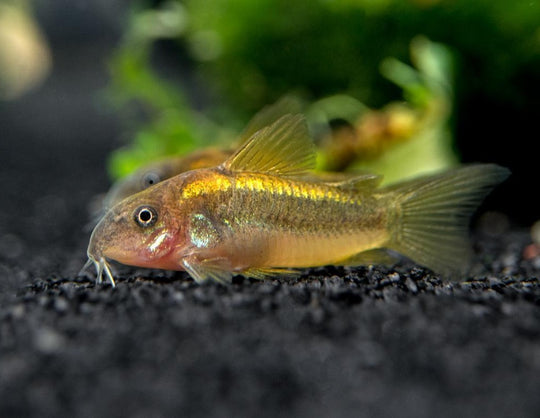 Corydoras Orange lazer