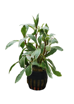 Ludwigia Sp White