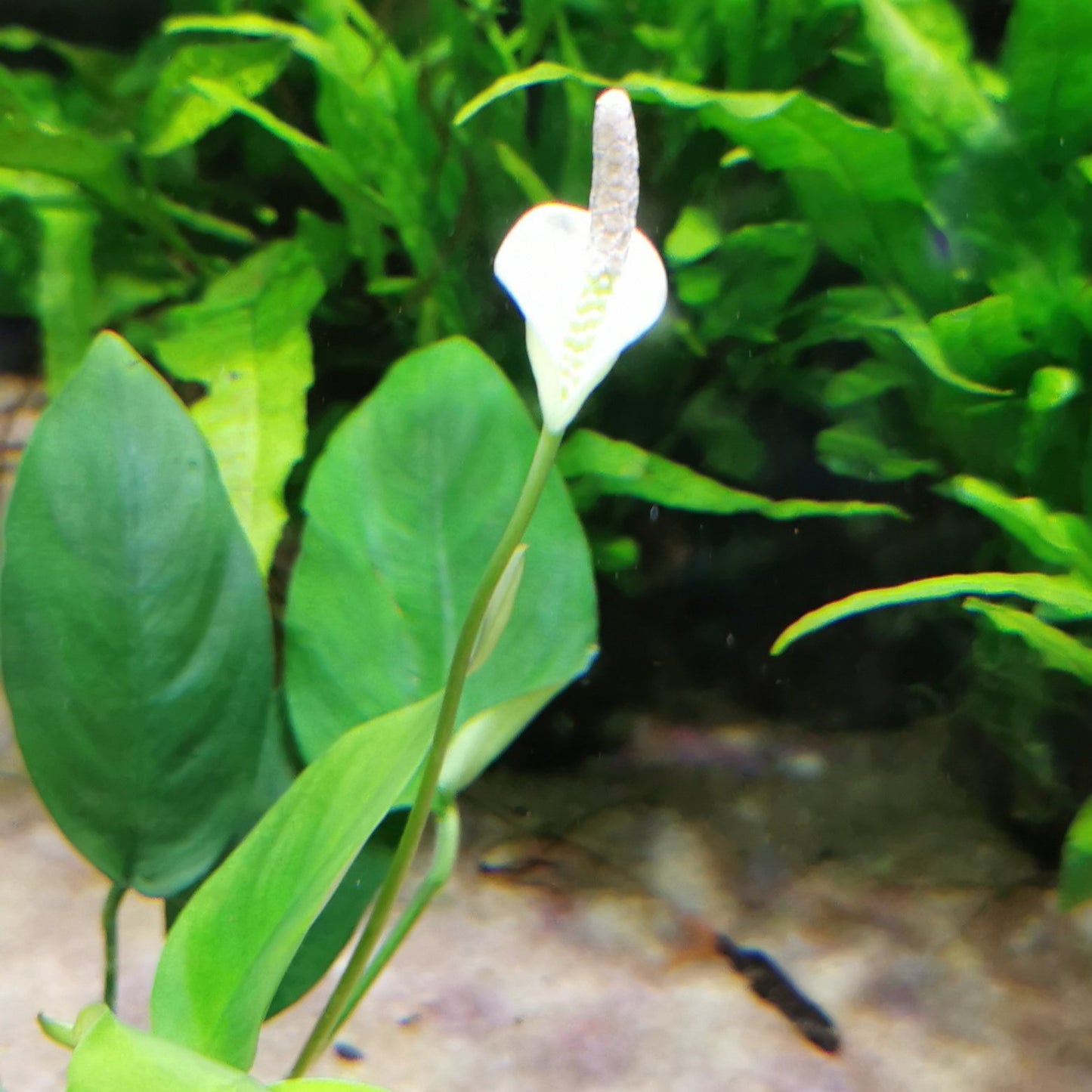Anubias barteri