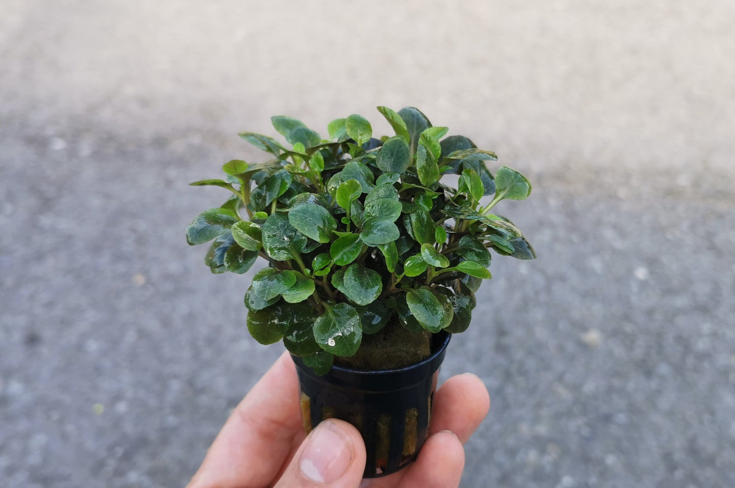 Lobelia cardinalis mini