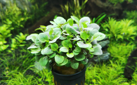 Lobelia cardinalis mini