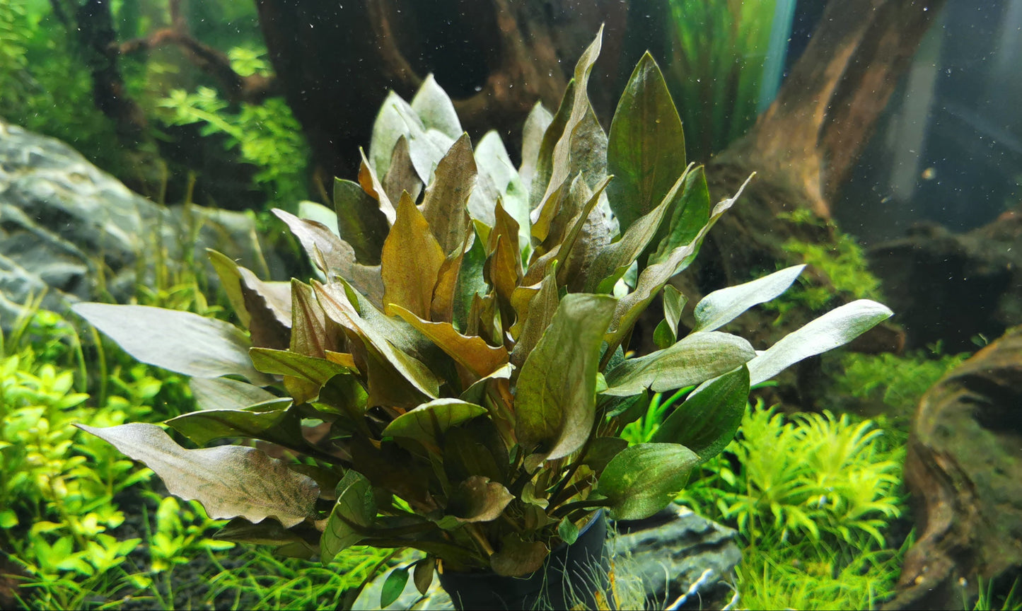 Cryptocoryne wendtii 'brown'