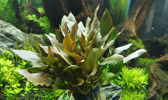 Cryptocoryne wendtii 'brown'