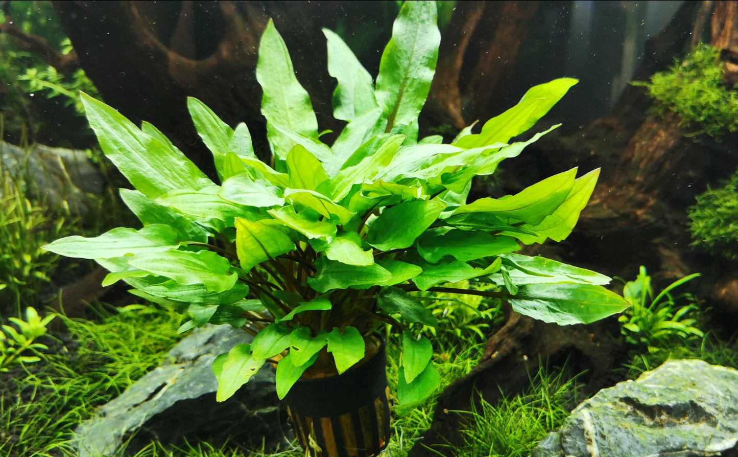 Cryptocoryne wendtii 'green'