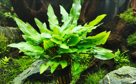 Cryptocoryne wendtii 'green'