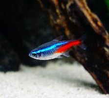 Néon bleu