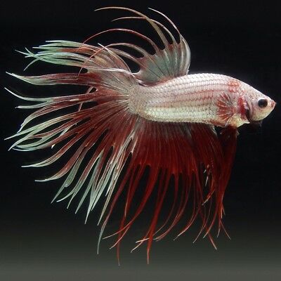 Betta crowntail dragon