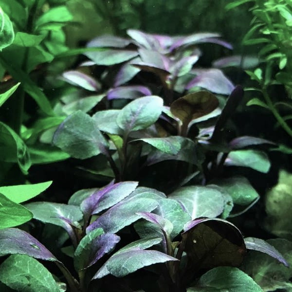 Lobelia cardinalis