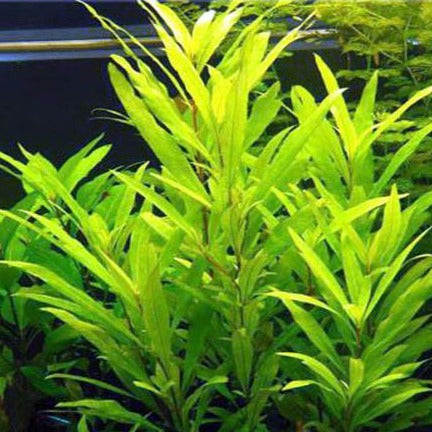 Hygrophila corymbosa 'Siamensis'