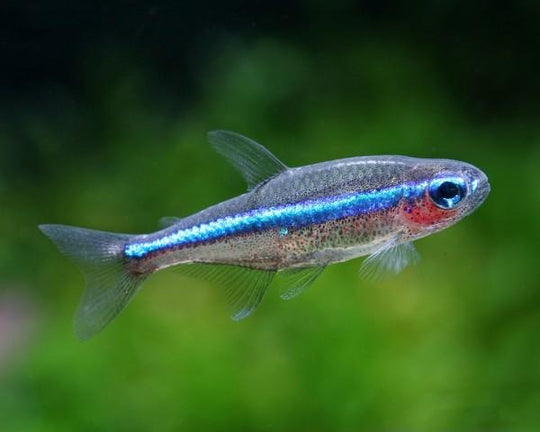 Paracheirodon Simulans