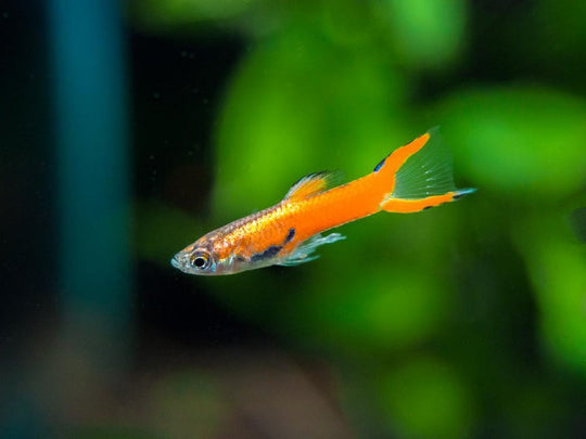 Guppy endler scarlet