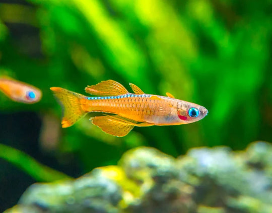 Pseudomugil luminatus