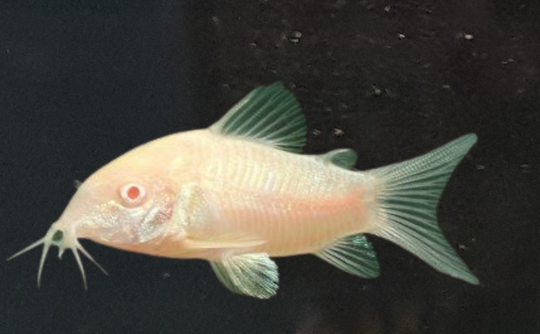 Corydoras Aneus Albinos