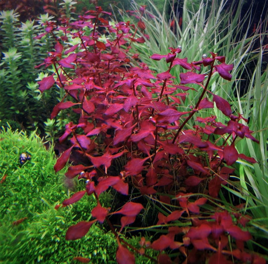 Ludwigia palustris 'Super Red'