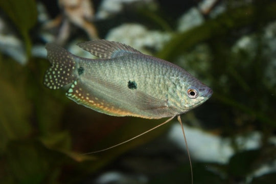 Gourami Bleu