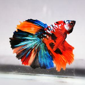 Betta Half Moon Koï