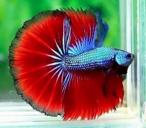 Betta Half Moon