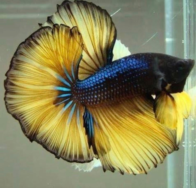 Betta Half Moon