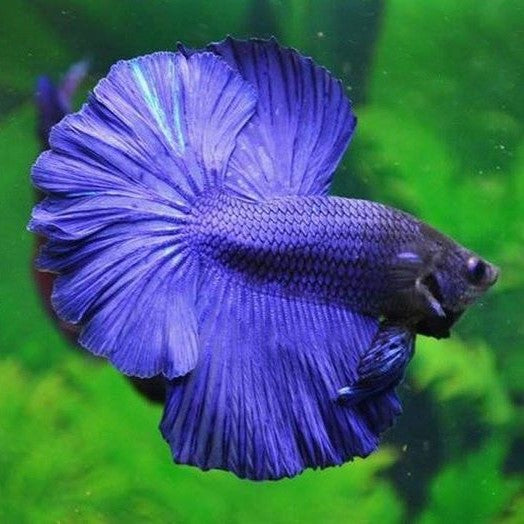 Betta Half Moon