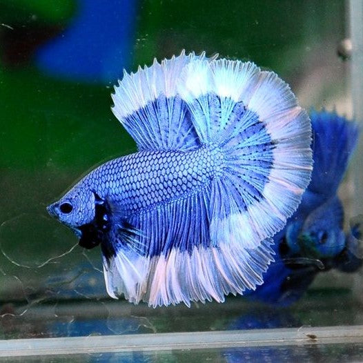 Betta Half Moon