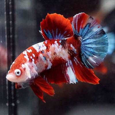 Betta koi