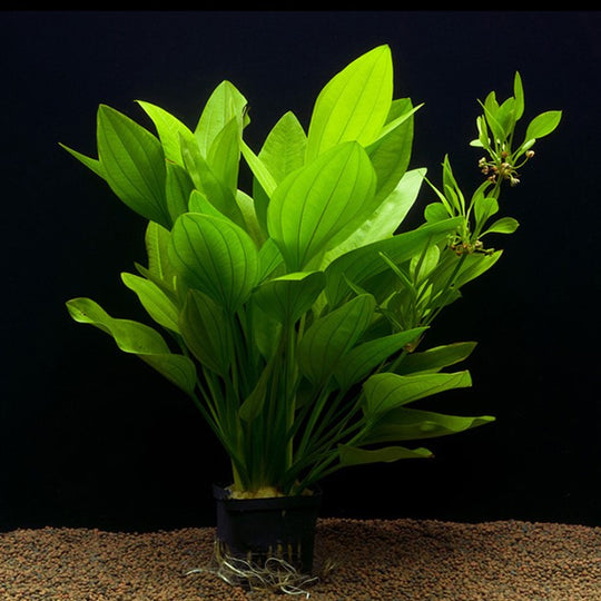 Echinodorus palifolius ou argentinensis