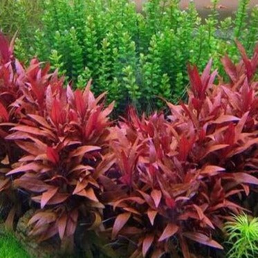 Alternanthera reineckii mini plantes d'avant plant colorée