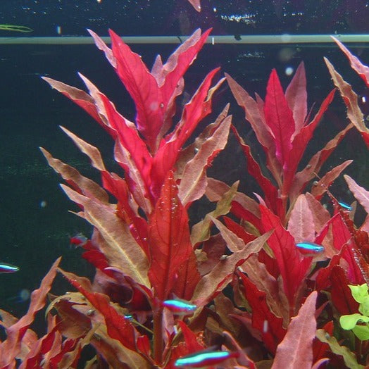 Alternanthera reineckii 'Pink'