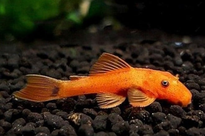 ANCISTRUS RED