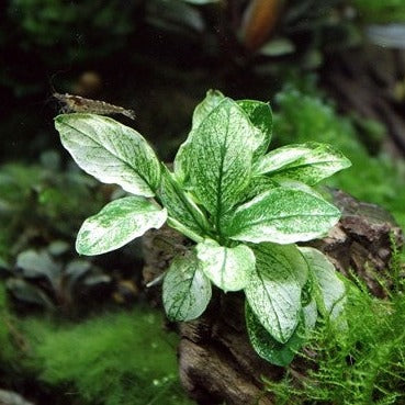 ANUBIAS Pinto bouture sur pierre