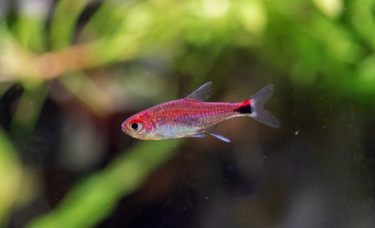 Tetra Rubis