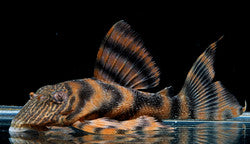 Panaqolus L397