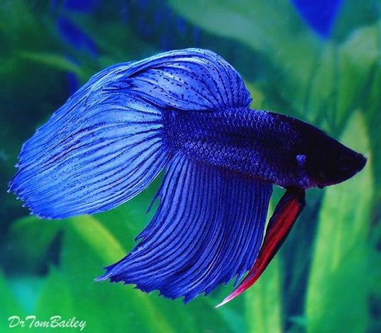 Betta veiltail