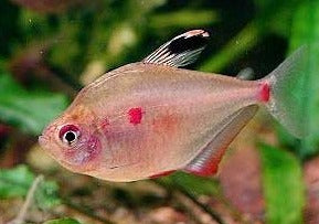Tetra Coeur Saignant