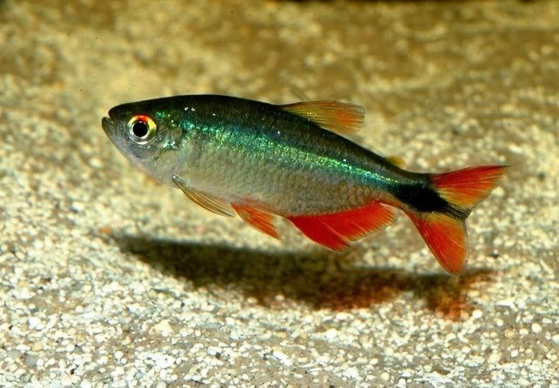 Tetra Buenos aires